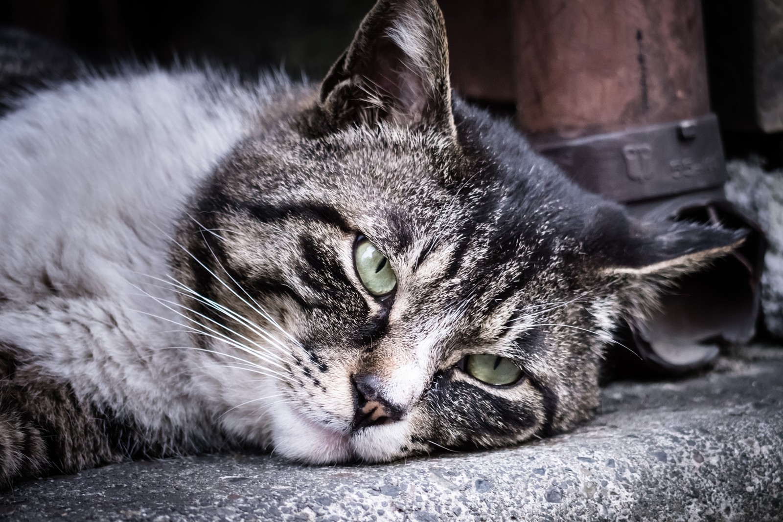 猫が下痢をした!12の原因と対策まとめ【ヤバい場合はすぐに病院へ